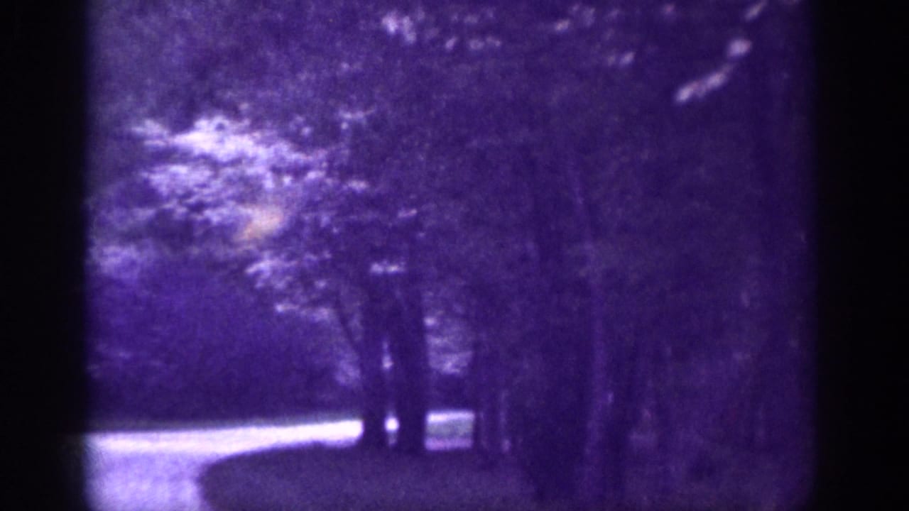 Curved asphalt road bending right through a tree-lined corridor, viewed from a moving vehicle, with violet 8mm tint.
