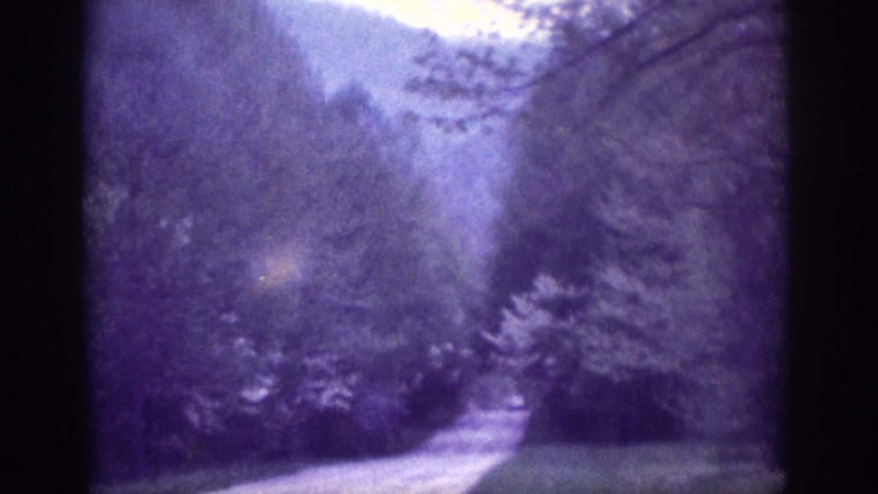 Tree-lined road curving through dense forest with heavy purple color cast and visible 8mm film grain.