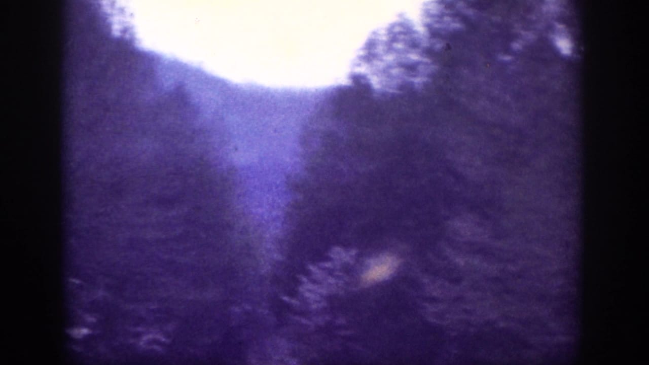 Heavily blurred forest scene with bright lens flare bloom and deep purple cast; trees barely legible.