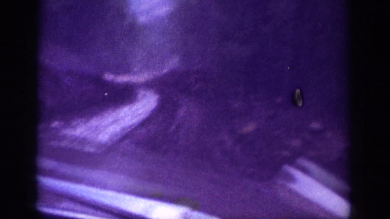 1963 8mm footage, second frame, showing the dirt track through violet-shifted woodland with a film-dust artifact speck at upper right.