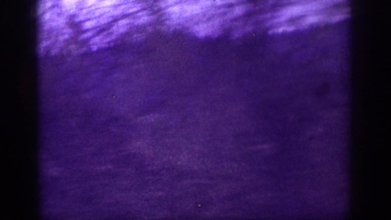 Near-abstract 8mm frame of motion-blurred tree streaks dominated by heavy purple colour shift with almost no legible subject.