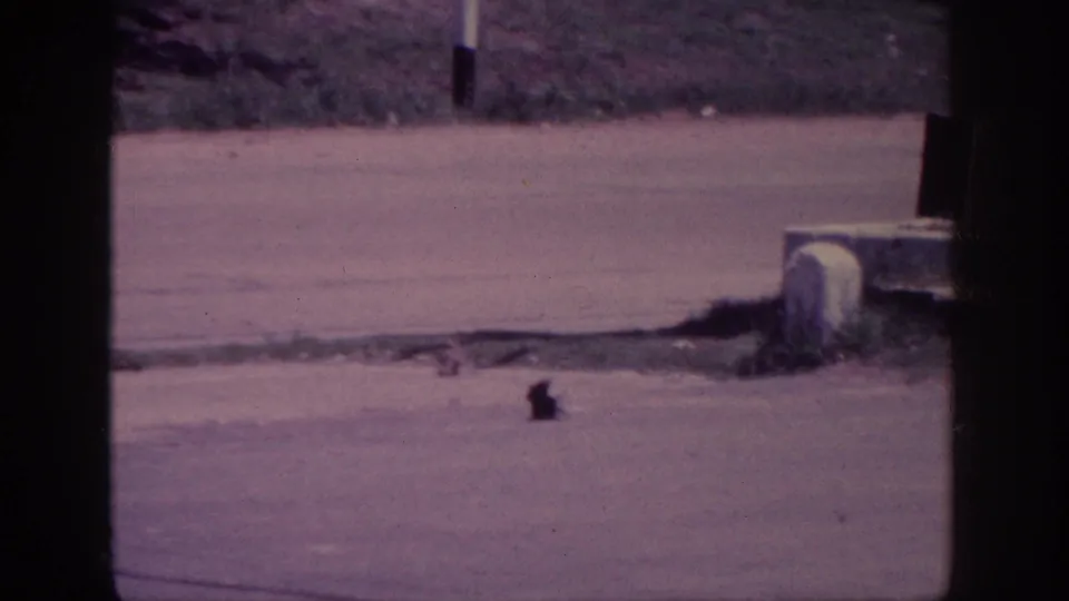 1963 8mm roadside view near Memphis, with pavement, grass, concrete edges, and a small dark animal low in frame.