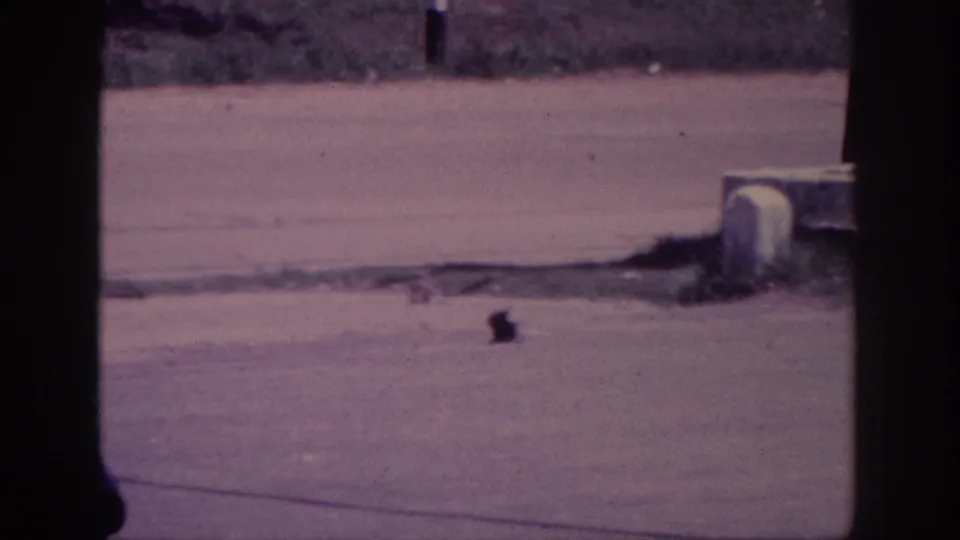 Final 1963 8mm roadside frame near Memphis showing a small dark animal on pavement beside grass and concrete edging.