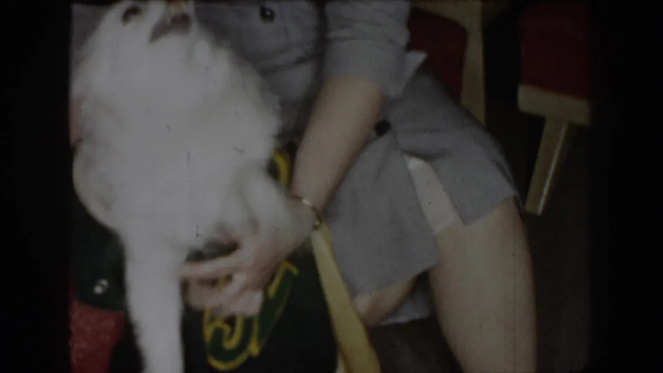 Woman in gray suit interacting with a white dog in a domestic interior, circa 1965 Saint Louis; green-and-yellow item visible in foreground.