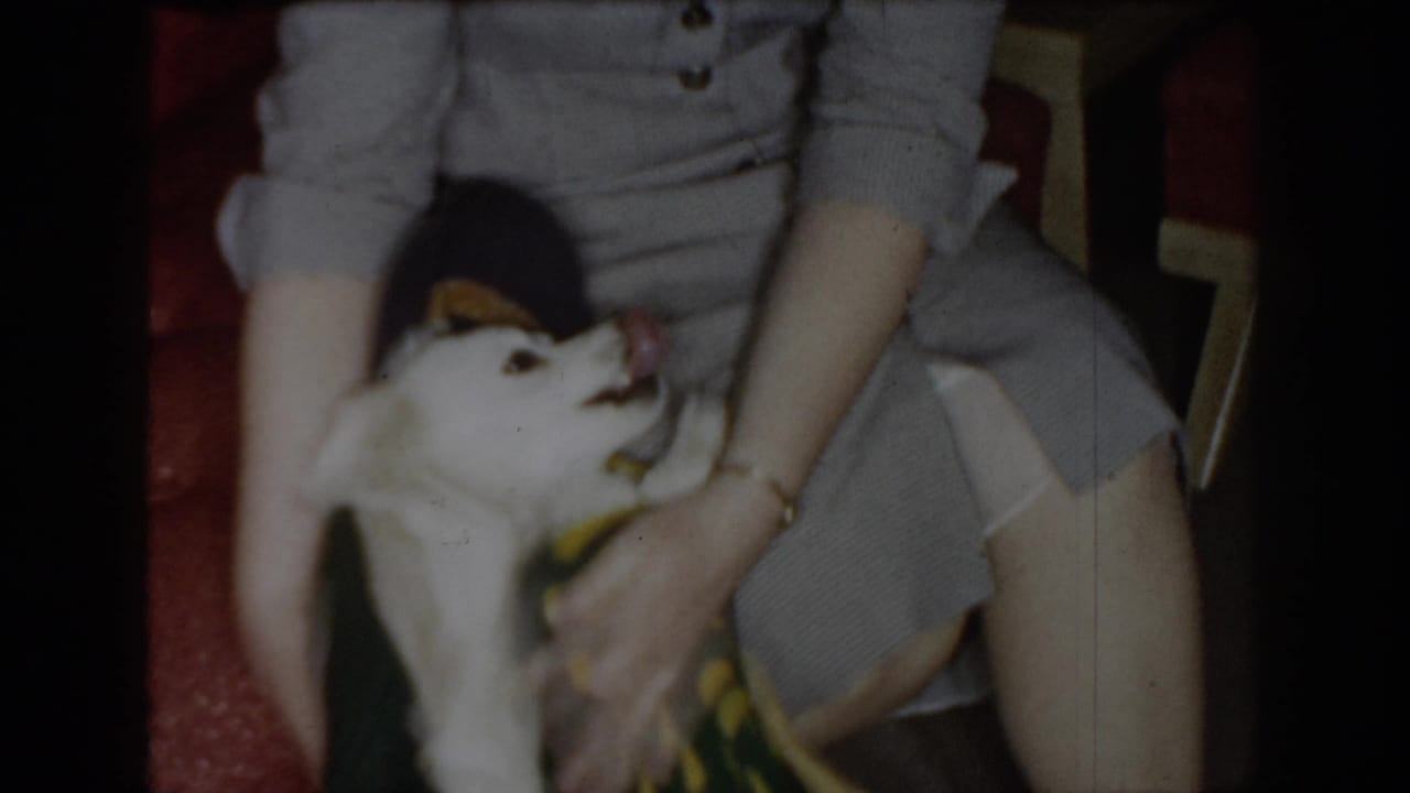 White dog wearing a yellow-and-green garment held by an adult in gray clothing, seated on a patterned carpet; Saint Louis, Missouri, circa 1965, 8mm home movie