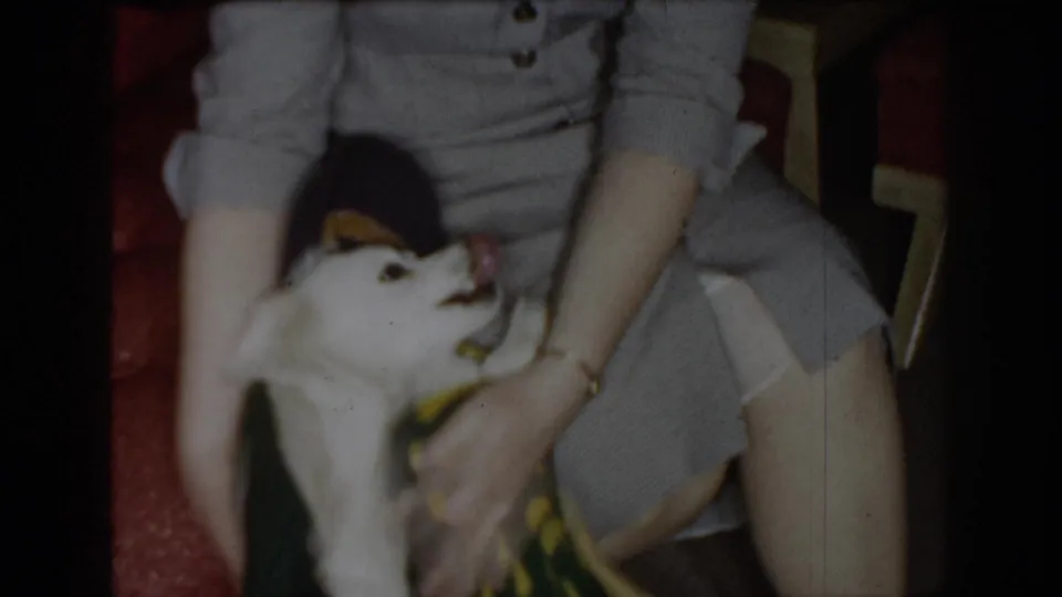 White dog wearing a yellow-and-green garment held by an adult in gray clothing, seated on a patterned carpet; Saint Louis, Missouri, circa 1965, 8mm home movie