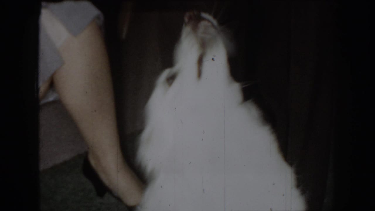 Overexposed white dog close to camera lens, adult's gray-clothed legs visible in background