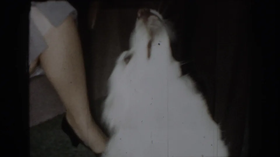 White dog in motion filling the frame, heavily overexposed against dark background; adult's gray-clothed legs visible behind; 8mm home movie, circa 1965