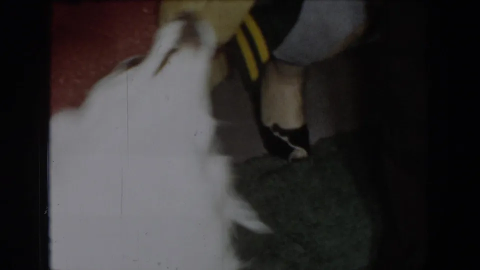 White dog wearing yellow-and-green garment near camera with motion blur; adult's dark shoes and legs visible on green carpet; 8mm home movie, circa 1965