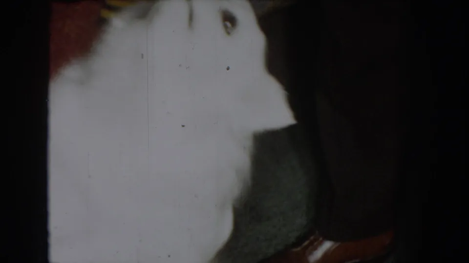 White dog extremely close to lens, heavily overexposed and motion-blurred, dark domestic interior behind; 8mm home movie, circa 1965