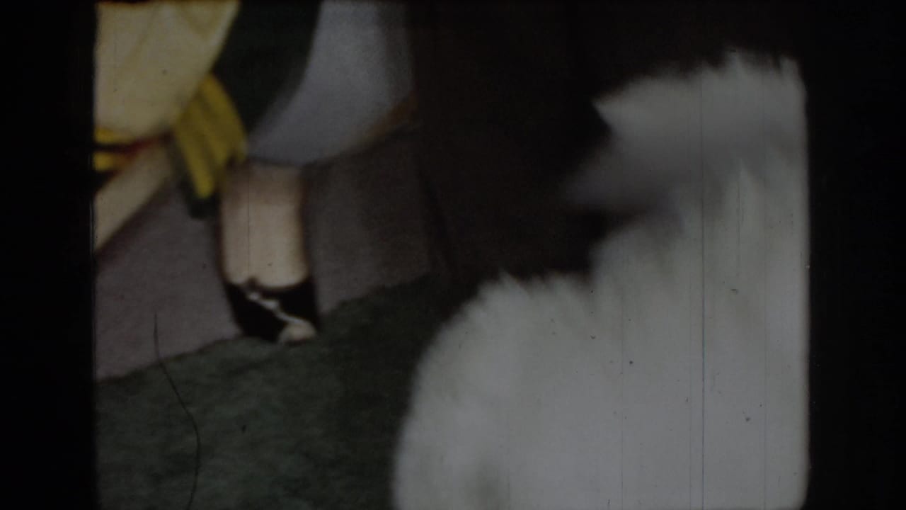 Blurred close-up of a white fluffy dog in motion, with yellow fabric visible at the edge of the frame.