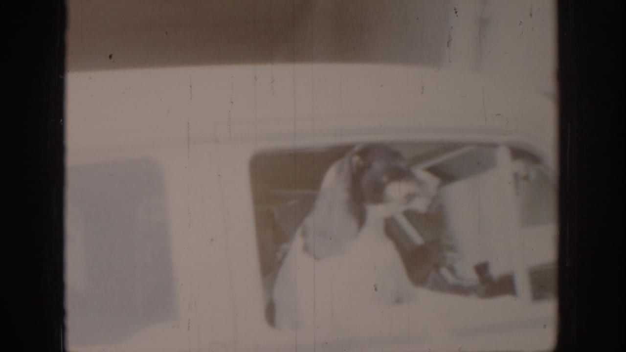 Heavily faded 8mm frame showing a light-colored dog's head visible through a vehicle window opening.