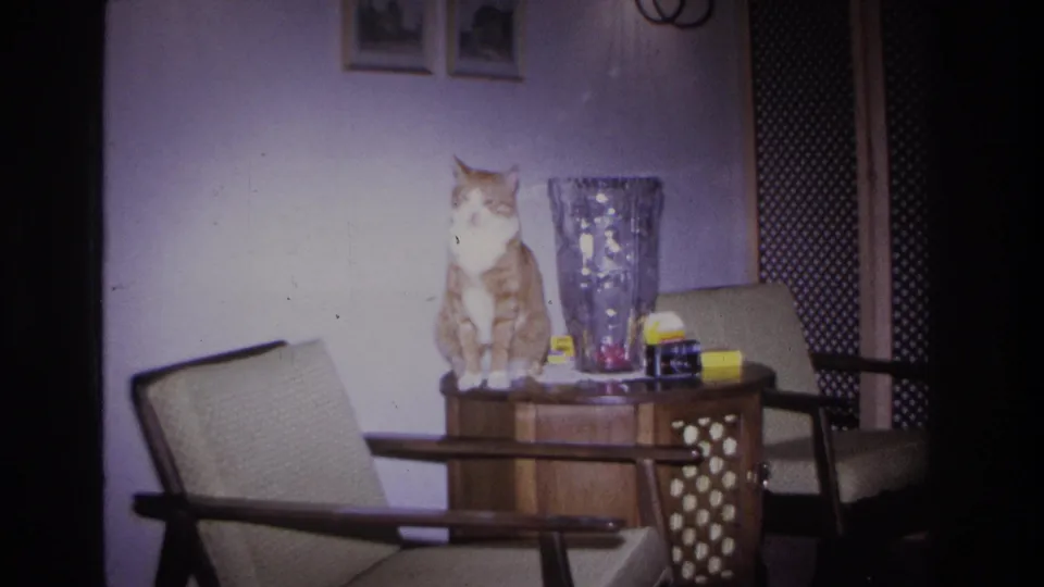 Tabby cat on a wooden end table in a 1960s domestic interior; pronounced violet color drift from aged 8mm film stock; Hoboken, New Jersey, circa 1966.