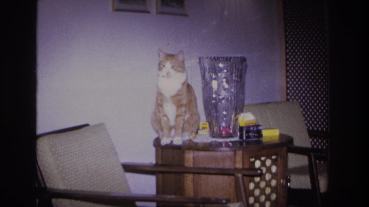 Orange-and-white tabby cat seated on a wooden side table in a 1960s domestic interior, Hoboken, New Jersey, 1966; cut-crystal vase, lace doily, and yellow-labeled boxes also on table.