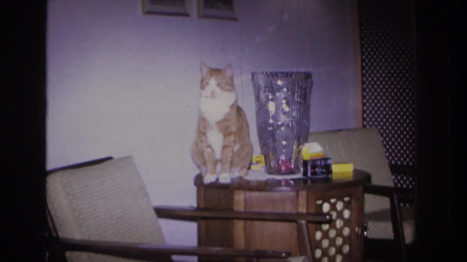 Orange-and-white tabby cat seated on a wooden side table in a 1960s domestic interior, Hoboken, New Jersey, 1966; cut-crystal vase, lace doily, and yellow-labeled boxes also on table.