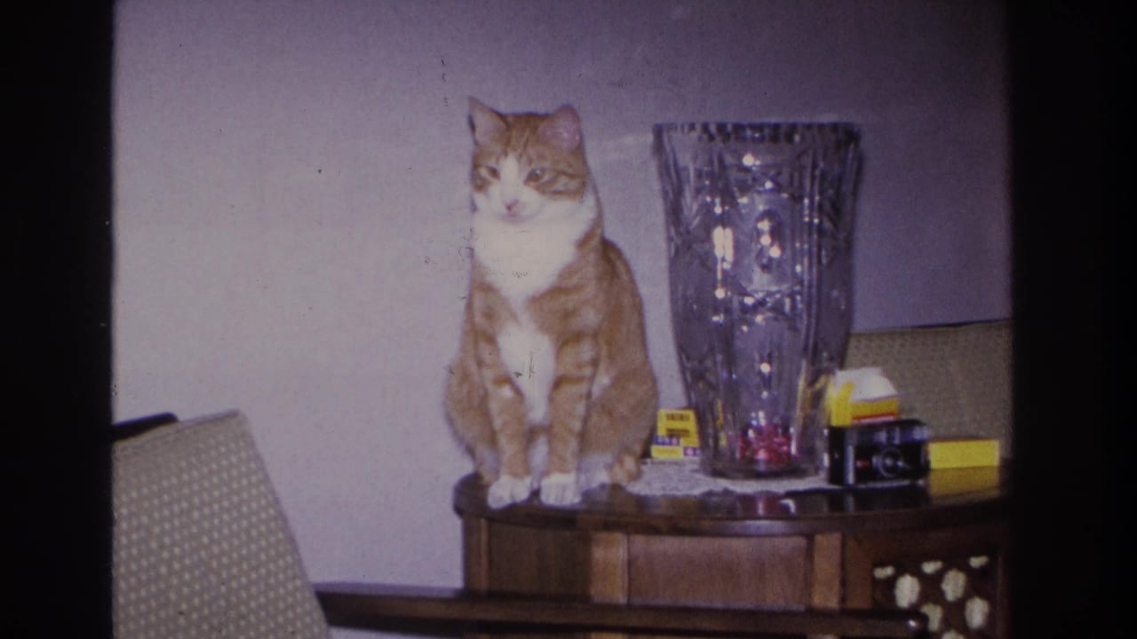 Orange and white tabby cat on wooden side table, crystal vase at right, camera has moved slightly closer; yellow-labeled items and armchair still visible.
