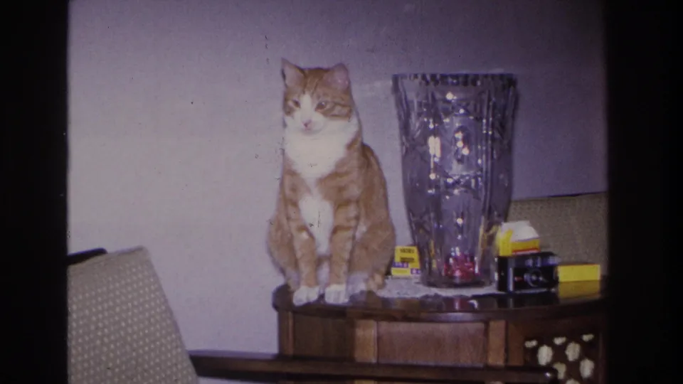 Orange-and-white tabby cat on a wooden side table, 1960s domestic interior; slightly tighter framing than opening, yellow-labeled boxes and cut-crystal vase remain in view.