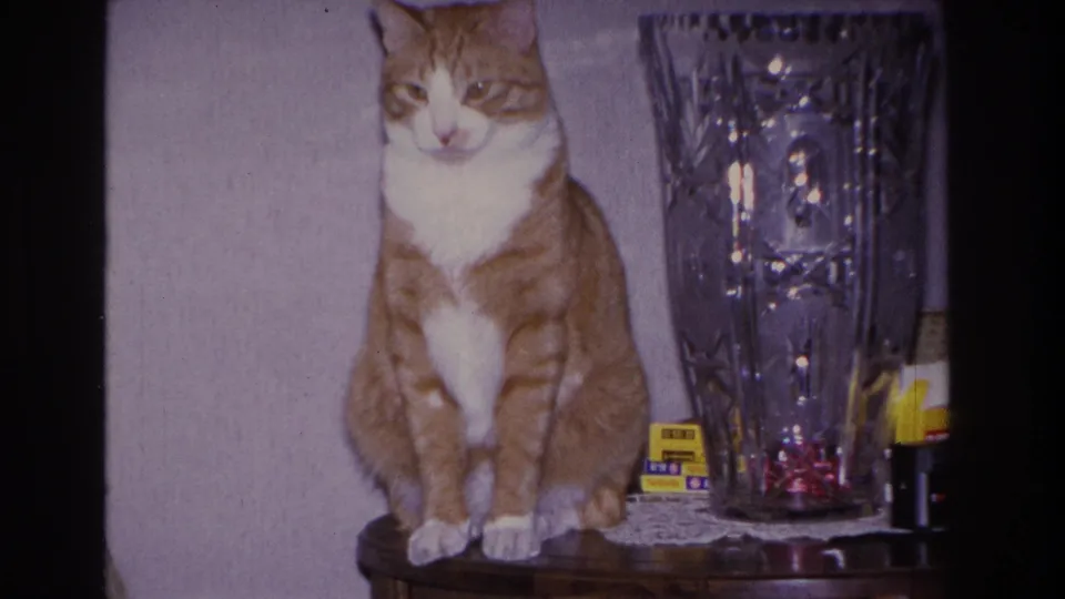 Close-up of orange-and-white tabby cat on side table, 1960s domestic interior; lace doily and cut-crystal vase visible in foreground, cat facing camera with white chest prominent.
