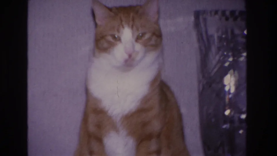 Extreme close-up of orange-and-white tabby cat looking toward camera, 1960s domestic setting; warm 8mm film grain and shallow focus visible, white chest marking prominent.
