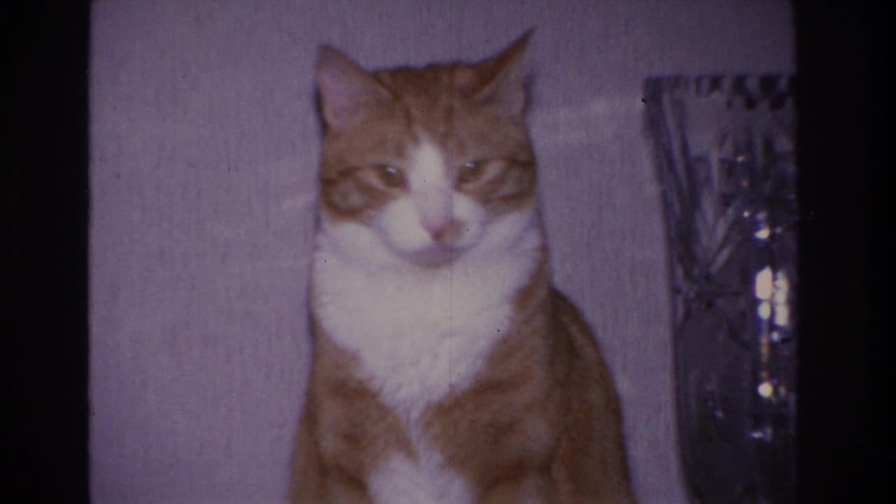 Close-up of an orange and white tabby cat seated on a table in a domestic interior, with a large cut-crystal vase at right; 8mm home movie, Hoboken NJ, 1966.