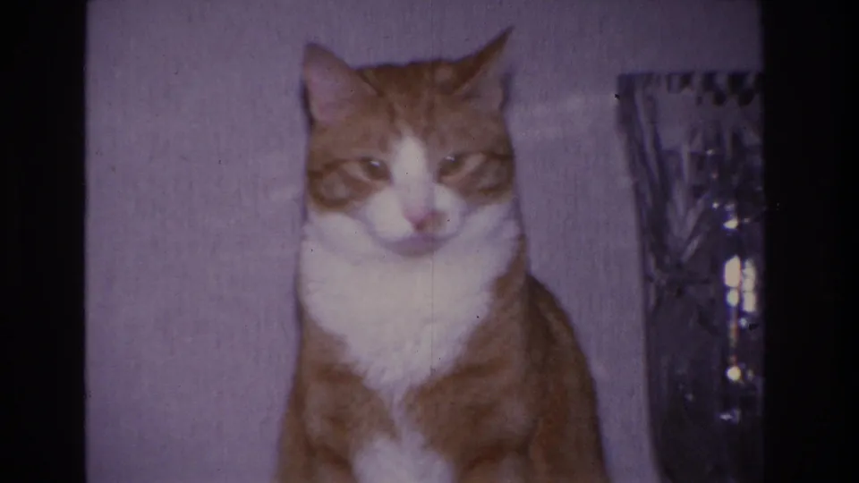 Close-up of an orange and white tabby cat seated on a table in a domestic interior, with a large cut-crystal vase at right; 8mm home movie, Hoboken NJ, 1966.