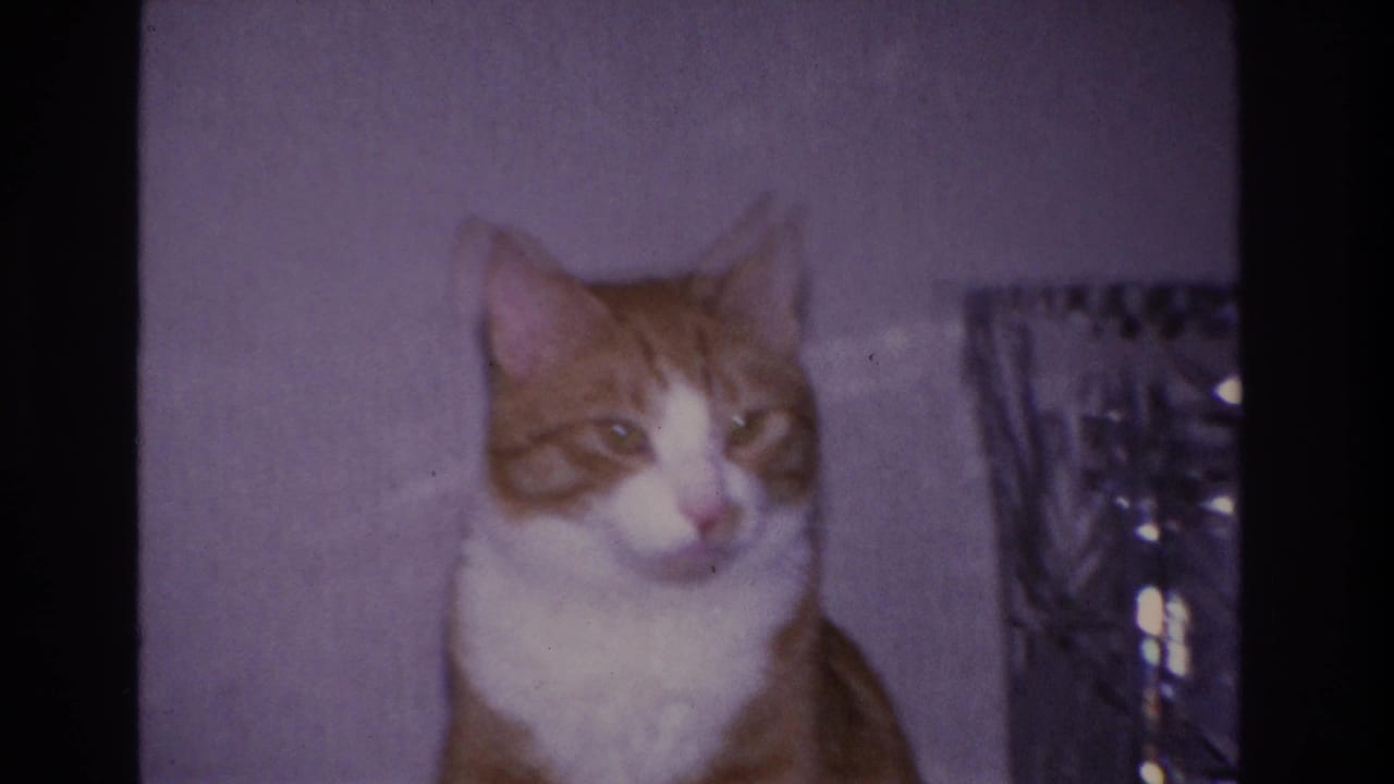 Orange and white tabby cat blinking or looking downward in a domestic interior; 8mm home movie close-up, Hoboken NJ, 1966.
