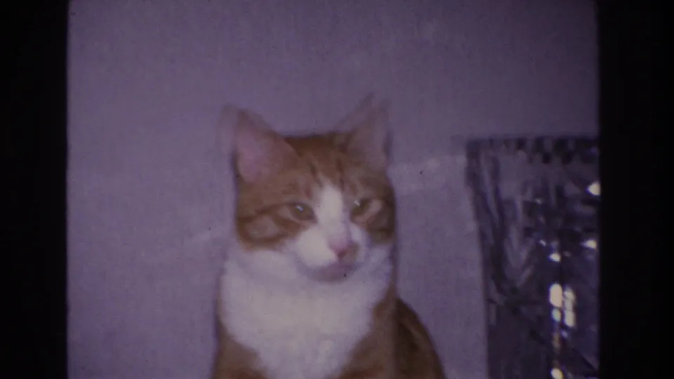 Orange and white tabby cat blinking or looking downward in a domestic interior; 8mm home movie close-up, Hoboken NJ, 1966.