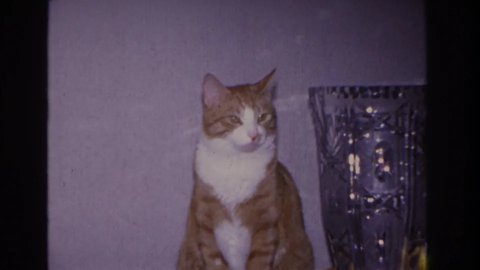 Orange tabby cat with gaze averted beside a large ornate cut-crystal vase; 8mm home movie interior, Hoboken NJ, 1966.