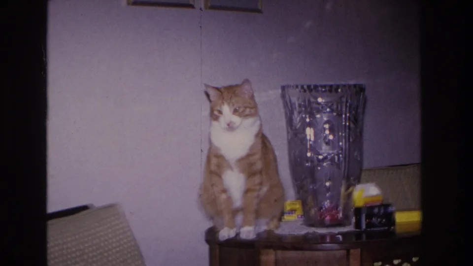 Wider 8mm home movie frame showing an orange and white tabby cat on a wooden table with a large cut-crystal vase and small household items; Hoboken NJ, 1966.