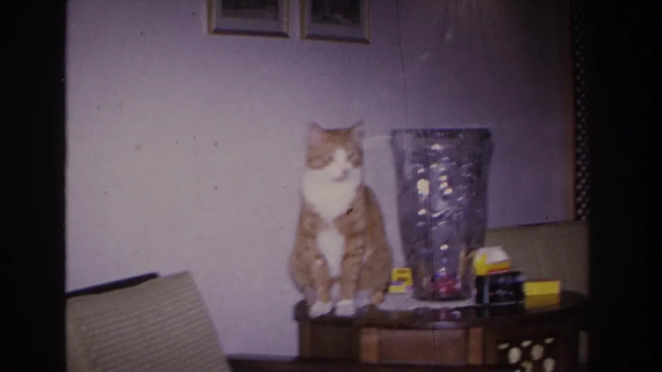 Orange tabby cat sitting alert on a mid-century wooden side table beside a faceted glass vase in a 1960s domestic interior, Hoboken, New Jersey, 1966.