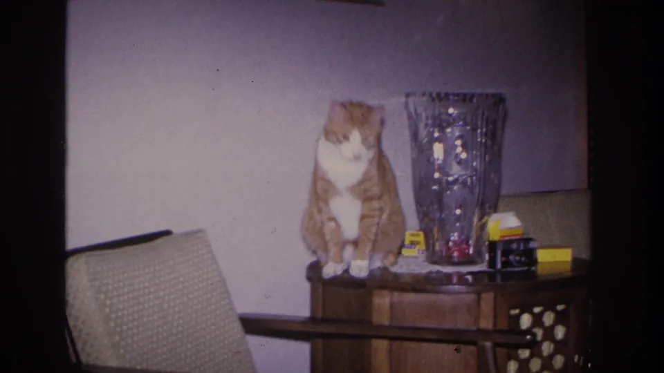 Orange and white tabby cat repositioning on a dark wood side table in a mid-century living room, circa 1966, Hoboken, New Jersey.