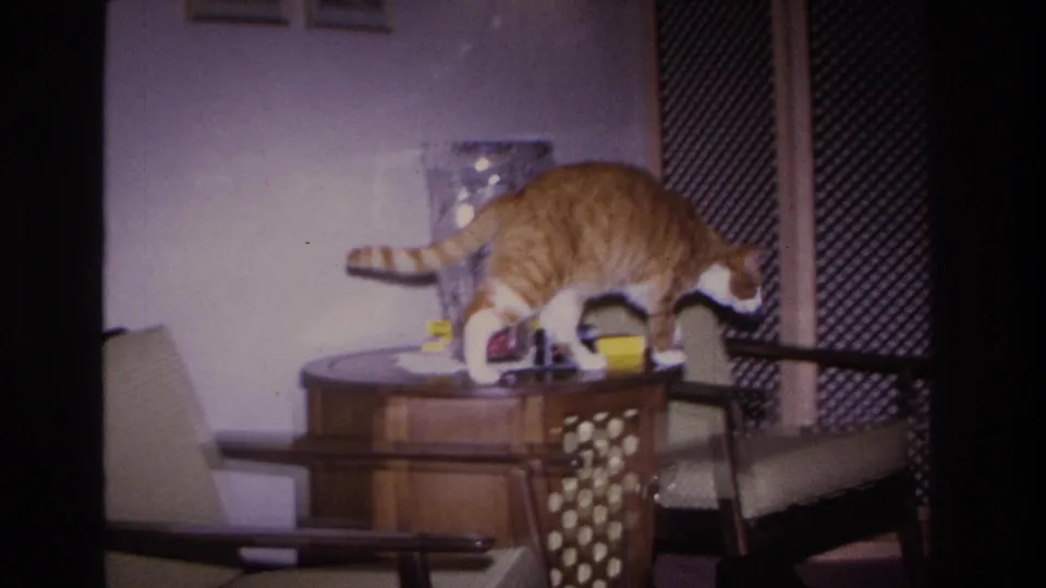 Orange and white tabby cat walking across a dark wood end table in a mid-century domestic interior, consistent with 1960s Hoboken home movie footage.