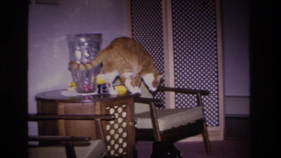 Orange and white tabby cat stepping from a wooden side table onto a mid-century chair in a domestic living room interior, circa 1966, Hoboken, New Jersey.