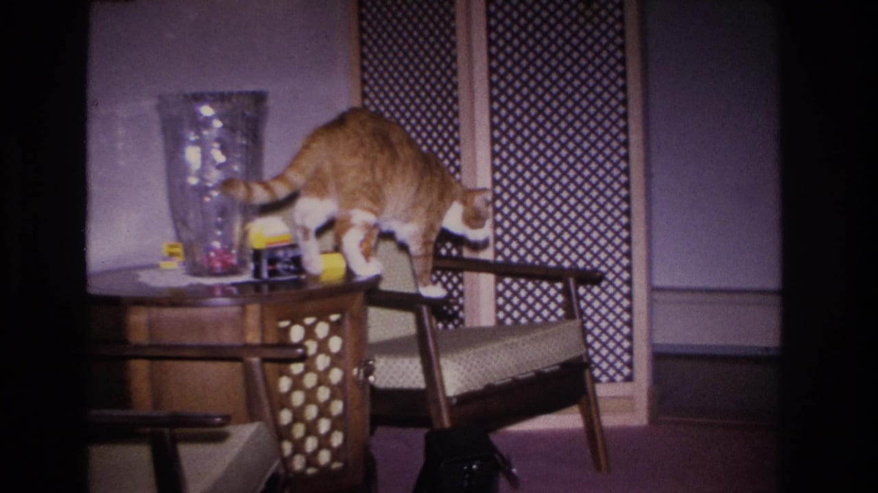 Orange tabby cat with white paws and chest stepping off a mid-century wooden side table beside a clear glass vase, 1966 Hoboken, New Jersey home interior.