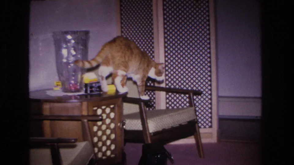 Orange tabby cat with white paws and chest stepping off a mid-century wooden side table beside a clear glass vase, 1966 Hoboken, New Jersey home interior.