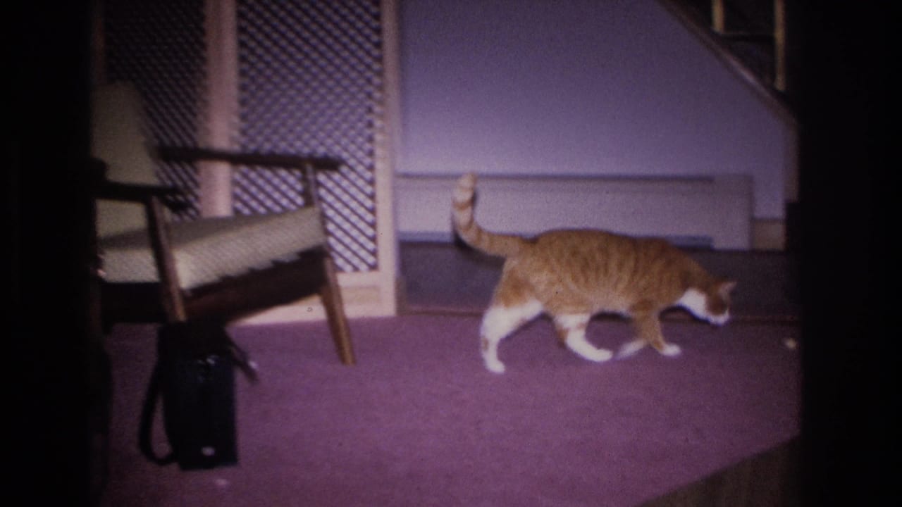 Orange tabby cat with white markings walking across purple carpet, mid-century armchair and dark bag visible in background.