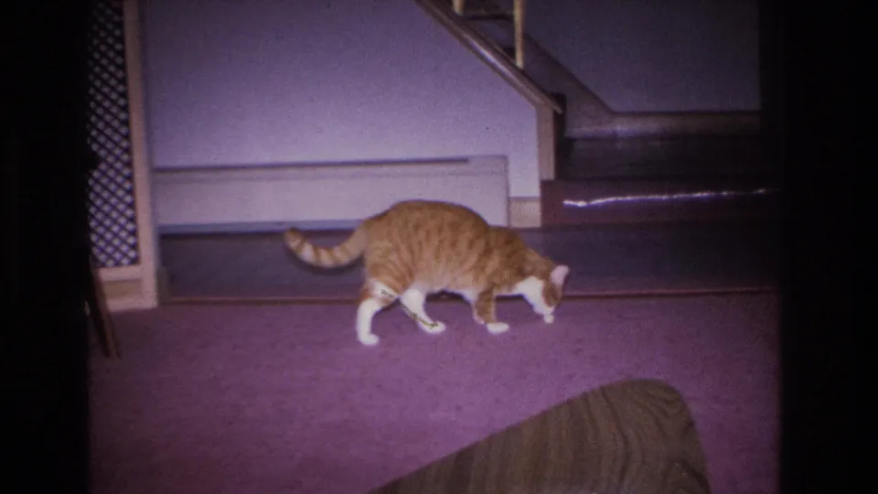 Orange tabby cat moving across purple carpet toward a wooden staircase in a mid-1960s Hoboken home interior, geometric lattice screen divider visible at upper right.