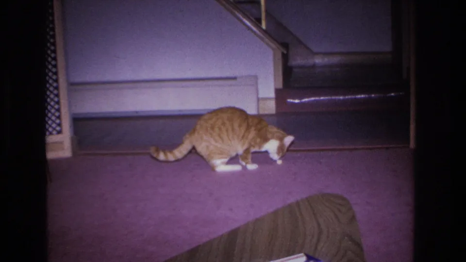 Orange tabby cat crouching low on purple carpet near the base of a wooden staircase in a 1966 Hoboken home interior, lattice screen divider visible at upper right.