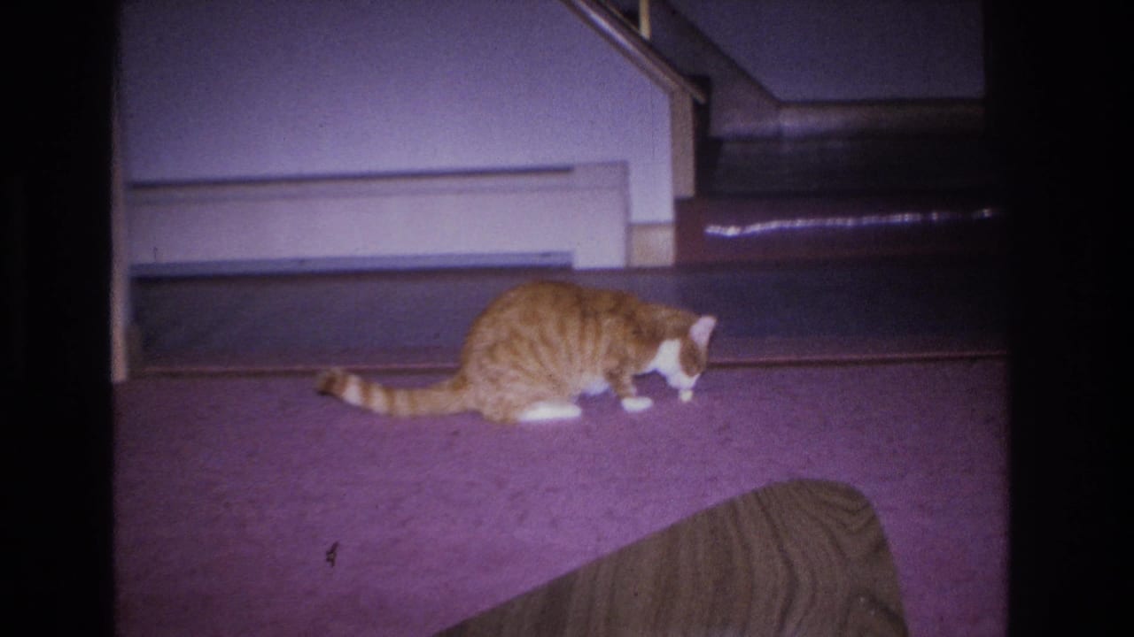 Orange tabby cat approaching something on the floor of a domestic interior in Hoboken, New Jersey, circa 1966, captured on 8mm film with heavy purple dye shift.