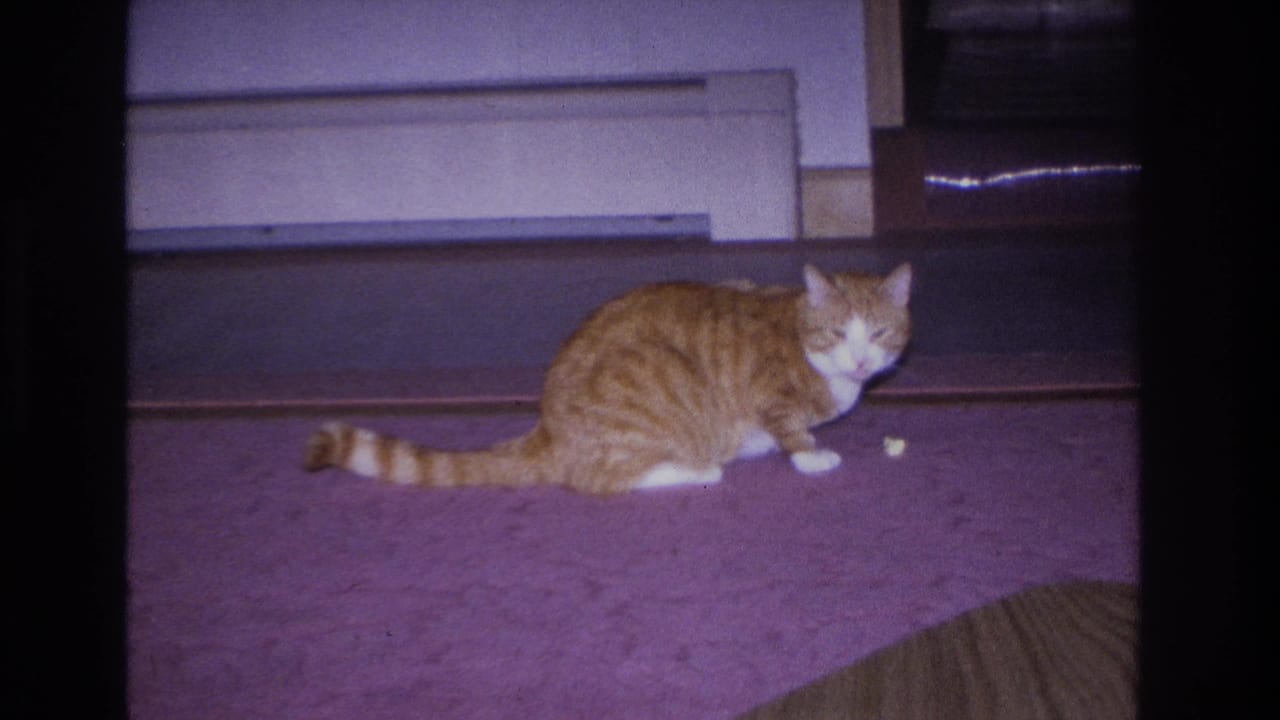 Orange tabby cat facing camera on purple carpet, wooden staircase in background, small object on floor nearby, 8mm home movie.
