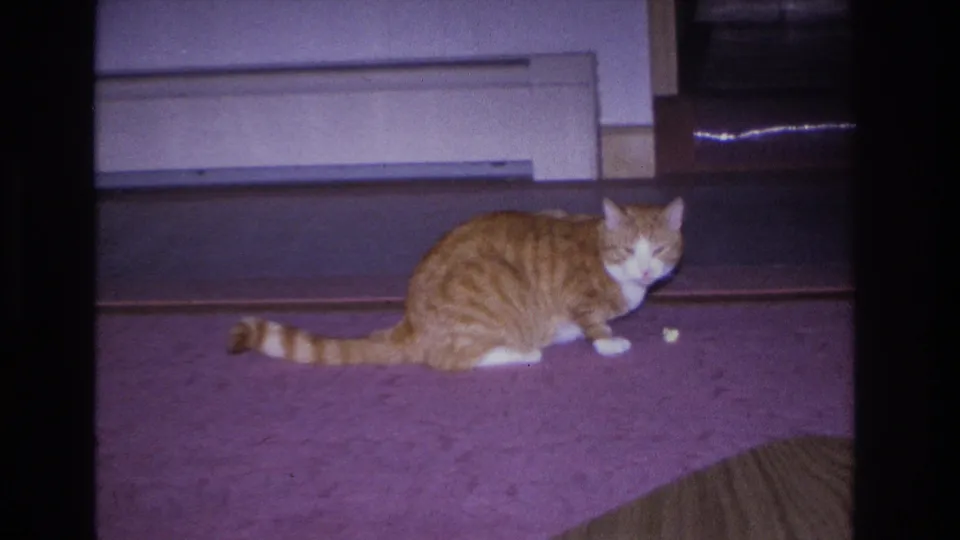 Orange tabby cat pausing on a purple-carpeted floor in a Hoboken, New Jersey home interior, circa 1966, 8mm film with visible magenta color shift.