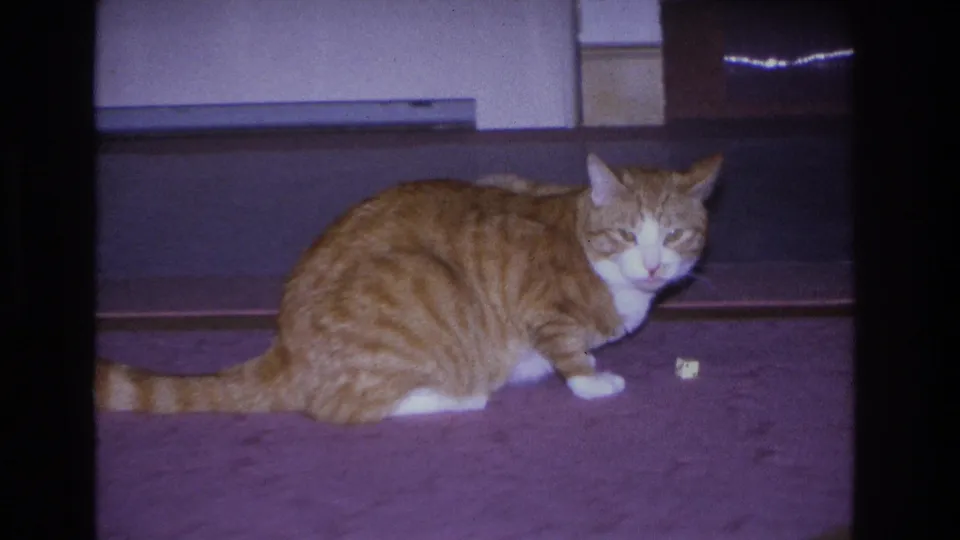 Orange tabby cat beside a small piece of food on a purple-carpeted floor in a 1960s domestic interior in Hoboken, New Jersey, 8mm film.