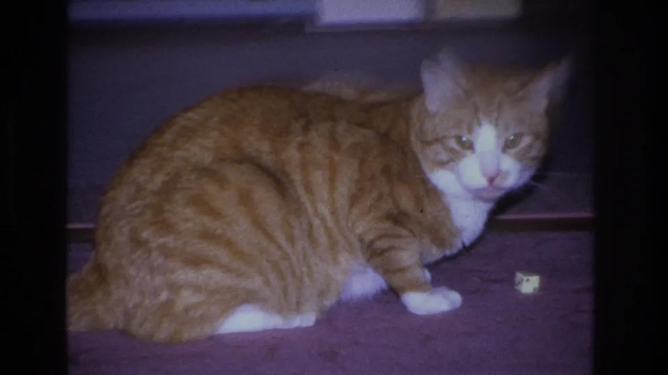 Close-up of an orange tabby cat resting on purple carpet in a Hoboken, New Jersey home interior, circa 1966, 8mm film with heavy magenta dye shift.