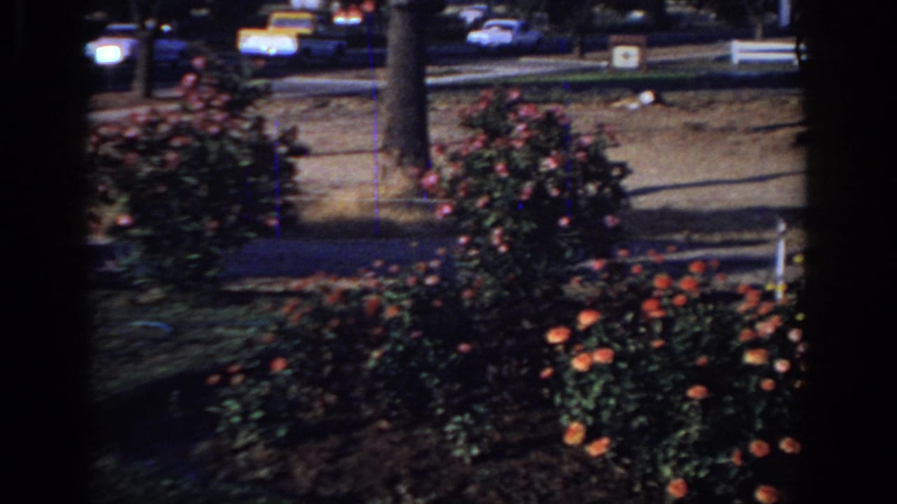 1966 Sacramento garden view with red and pink roses in front of a residential sidewalk and moving street traffic.