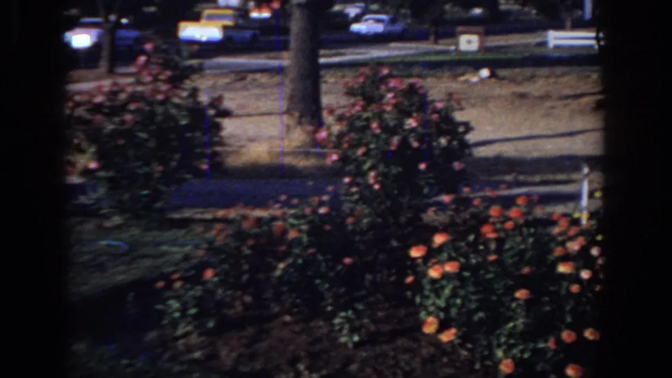 1966 Sacramento garden view with red and pink roses in front of a residential sidewalk and moving street traffic.