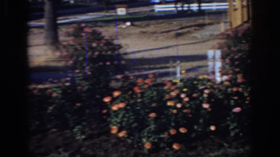 1966 Sacramento home-movie frame with blooming roses, lawn, a tree trunk, a pale roadside post, and distant indistinct figures.