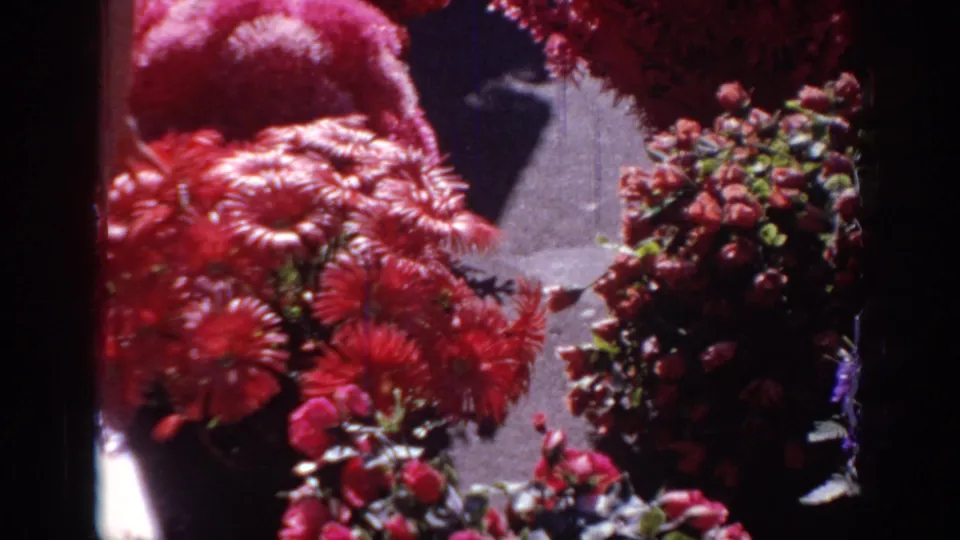 Home-movie close-up of red flowers and foliage, with a partially visible person in the background near the end of the clip.