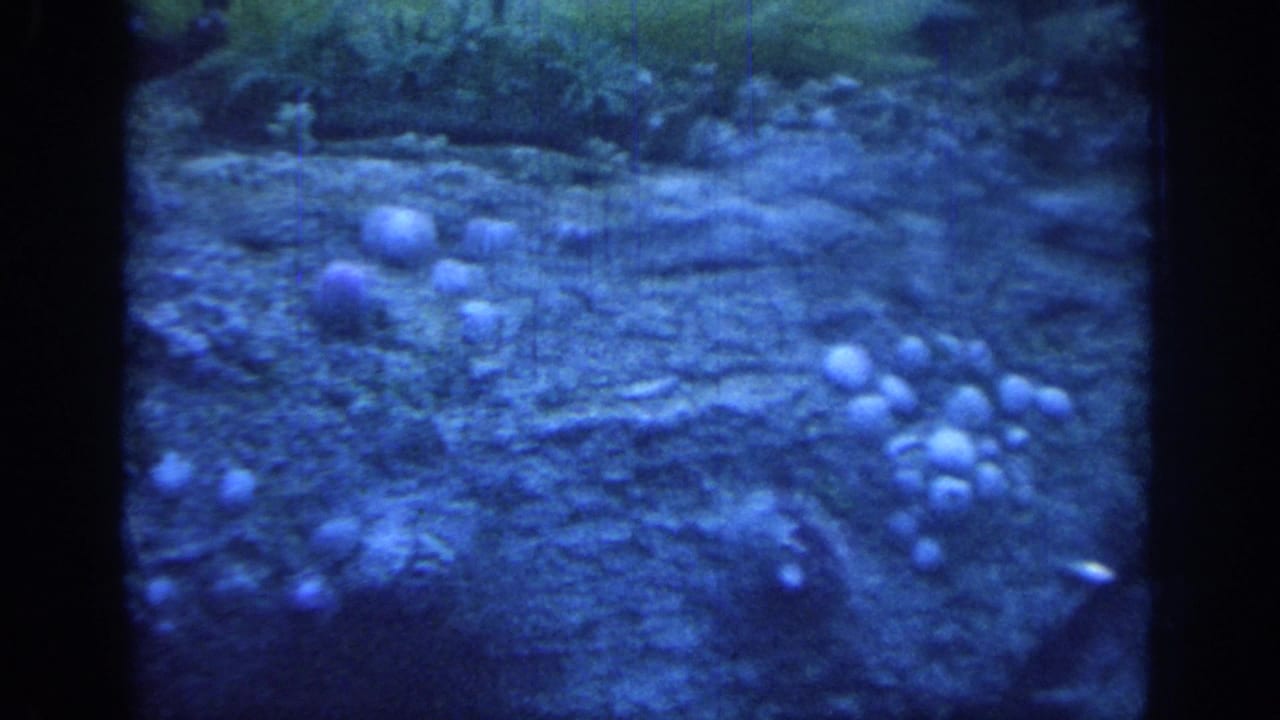 1967 Oklahoma 8mm frame showing a blue-lit aquarium tank with rocky texture, pale clustered forms, and dark film borders.