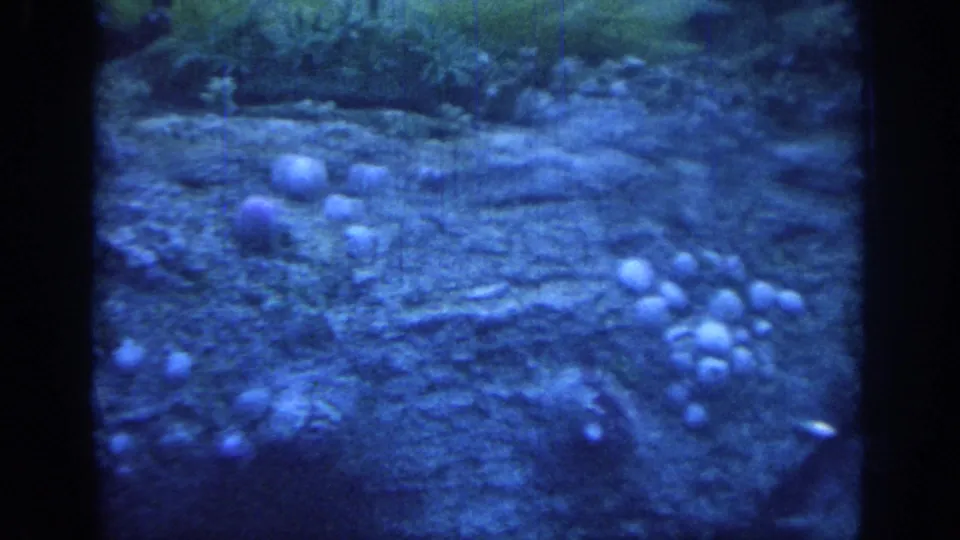 1967 Oklahoma 8mm frame showing a blue-lit aquarium tank with rocky texture, pale clustered forms, and dark film borders.