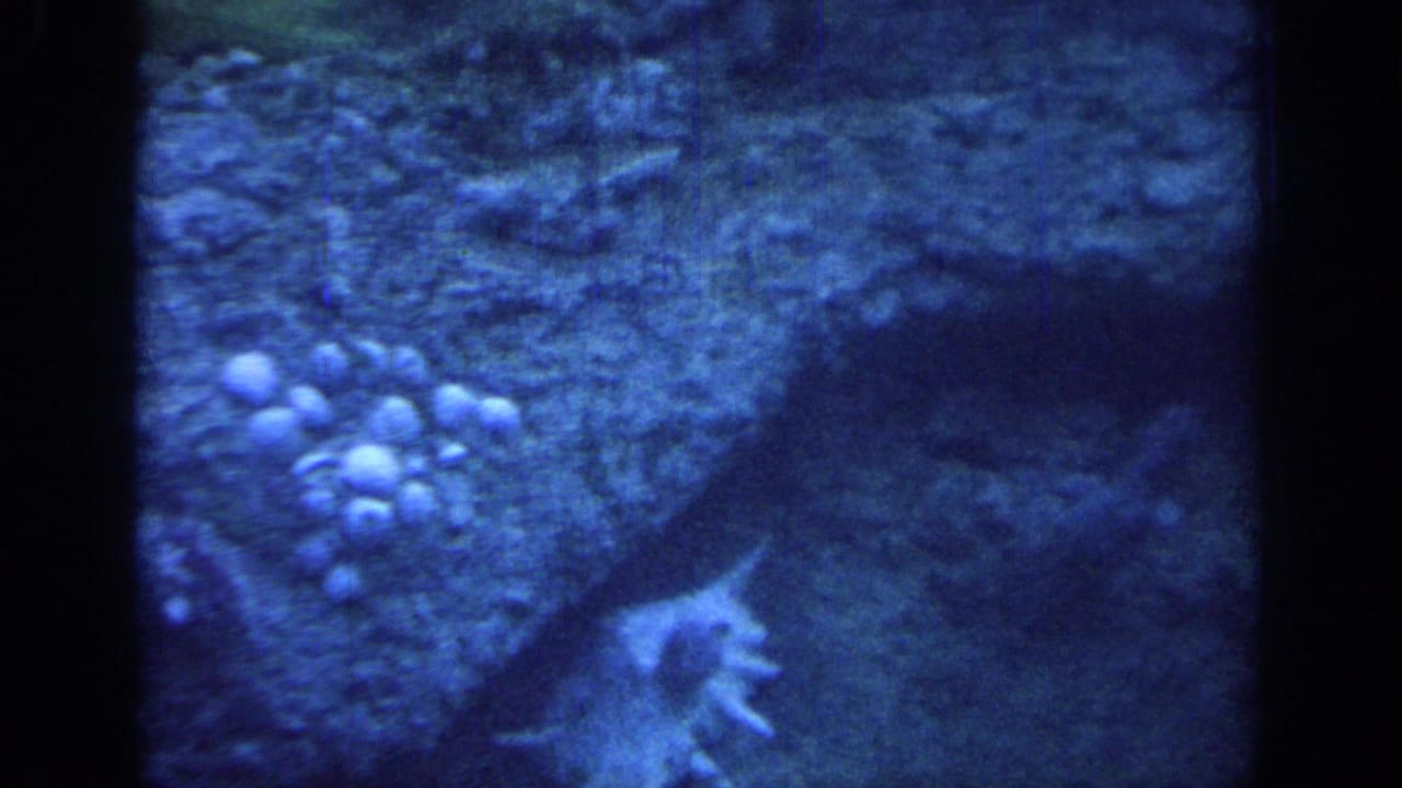 Blue 8mm aquarium view from Oklahoma in 1967, with rock-textured wall, pale clusters, and a small light marine form near the lower right.